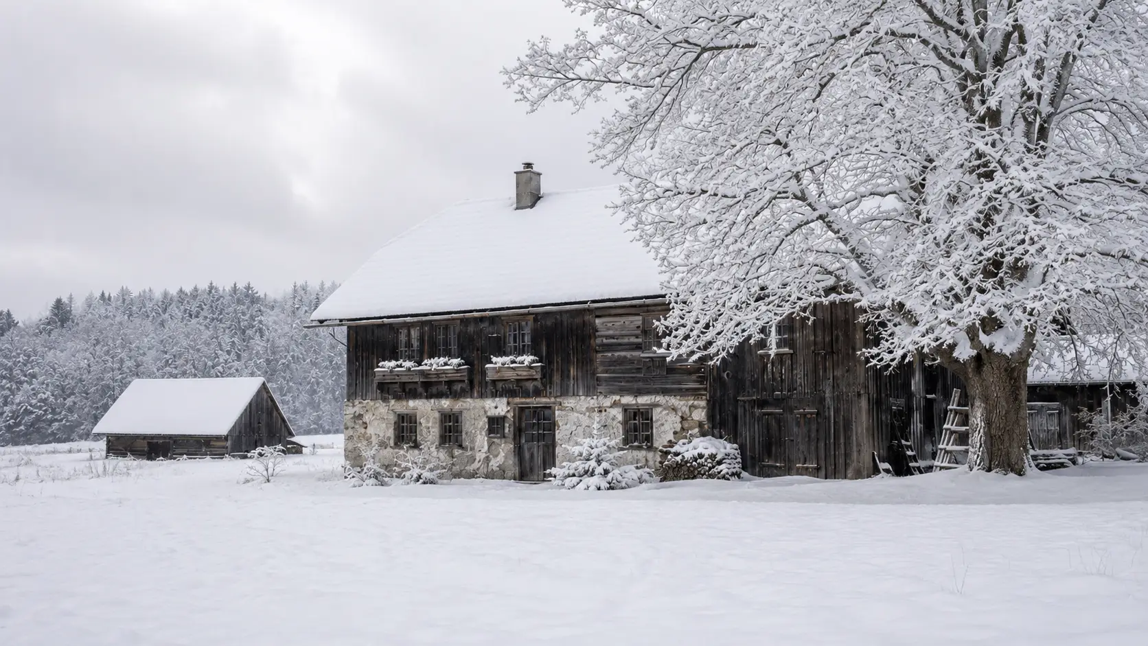 schneebedecktes bauernhaus im winterfeld mit altem sacherl baum scheune und regionaler baukultur